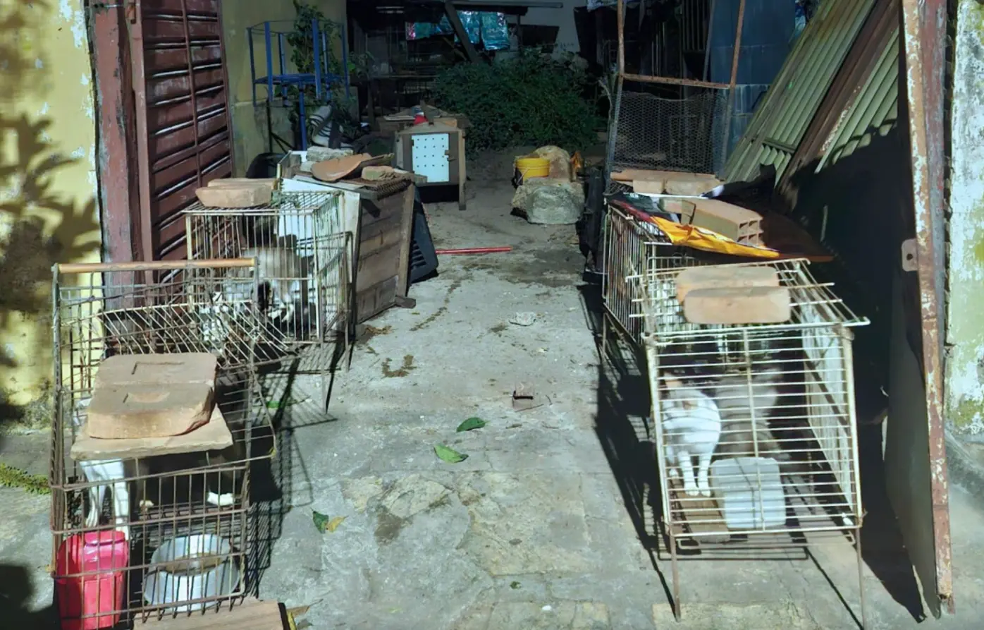 Gatos vítimas de maus-tratos desaparecem em Itauçu