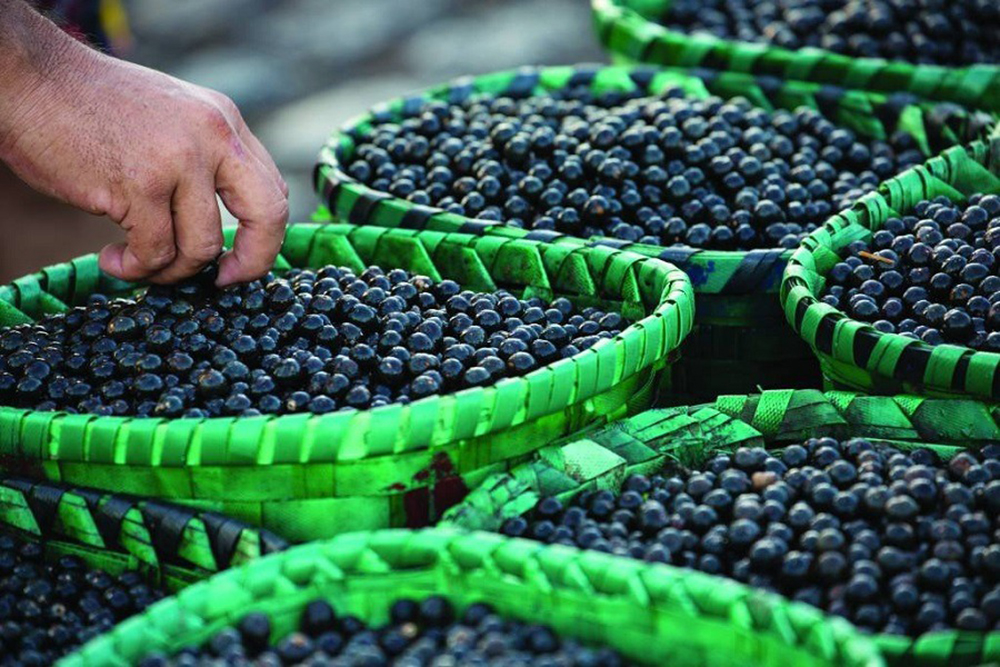Gigante chinesa anuncia compra de 15 mil toneladas de açaí do Amapá pelos próximos cinco anos – Diário do Amapá