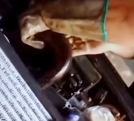 Pescador encontra jiboia coberta de óleo em caminhonete