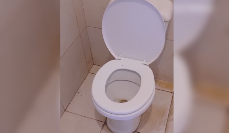 Alerta viraliza após homem encontrar cobra escondida em vaso sanitário; VEJA