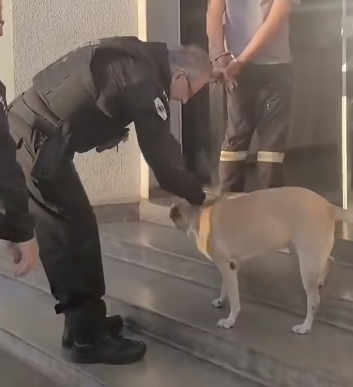 Delegado interrompe escolta de preso para fazer carinho em cachorrinha