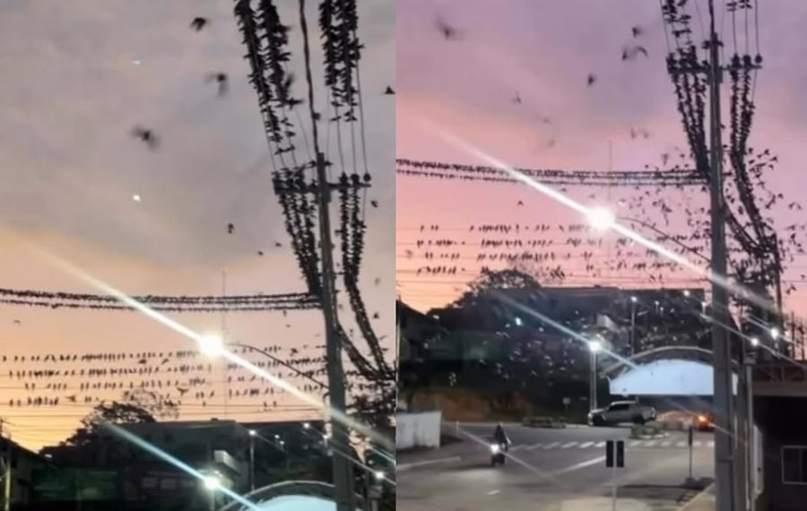 Jovem filma entardecer com céu tomado por andorinhas no Acre