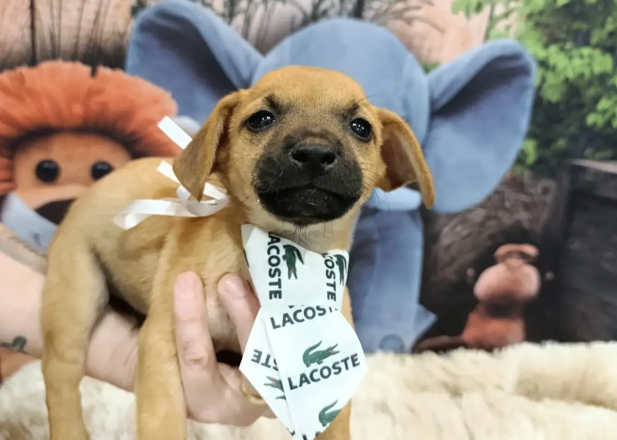 Aparecida recebe feira de adoção com cães e gatos neste sábado