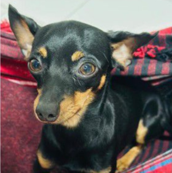 Cachorro desaparece em loteamento de Rio Branco e família faz apelo