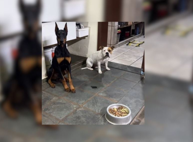 pets viralizam ao mostrar obediência em comer após “Amém”