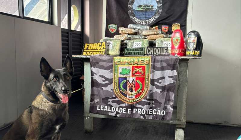 Mais de 42 kg de skunk são apreendidos em encomendas de embarcação no AM
