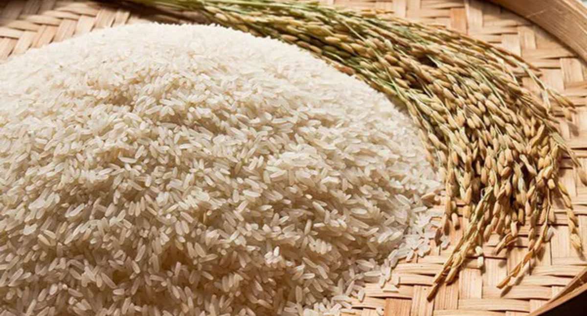 Escoamento de arroz contará com novo leilão da Conab para apoiar produtores do Sul