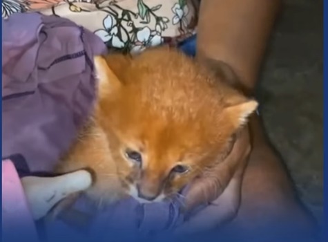 Mulher cria filhote de onça pensando que era gato doméstico