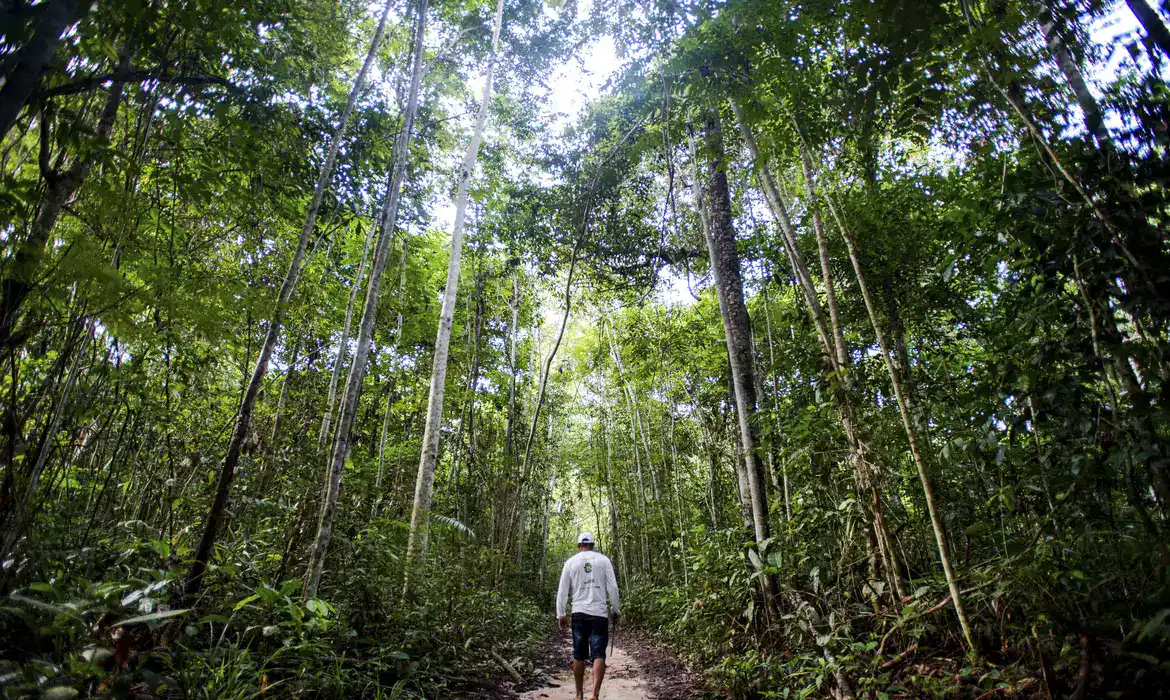 Atlas da Bioeconomia na Amazônia mapeia potenciais da economia florestal