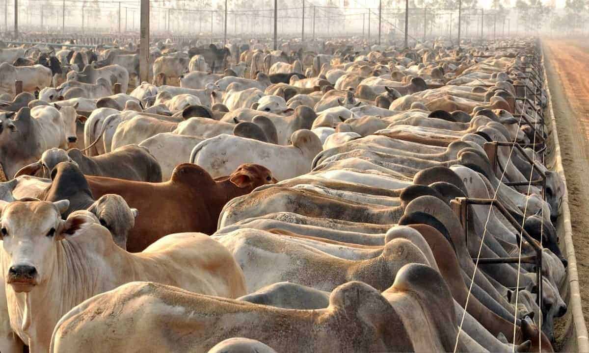 Arroba da vaca gorda cai para R$ 282 no Acre e estado tem um dos menores preços do país