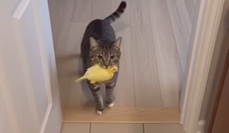 gato resgata passarinho ferido, vira ‘enfermeiro’ e encanta a web