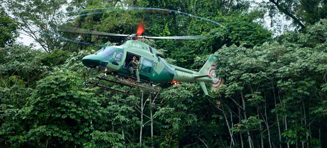 Ibama combate garimpo ilegal na floresta das árvores gigantes, entre Amapá e Pará – Diário do Amapá