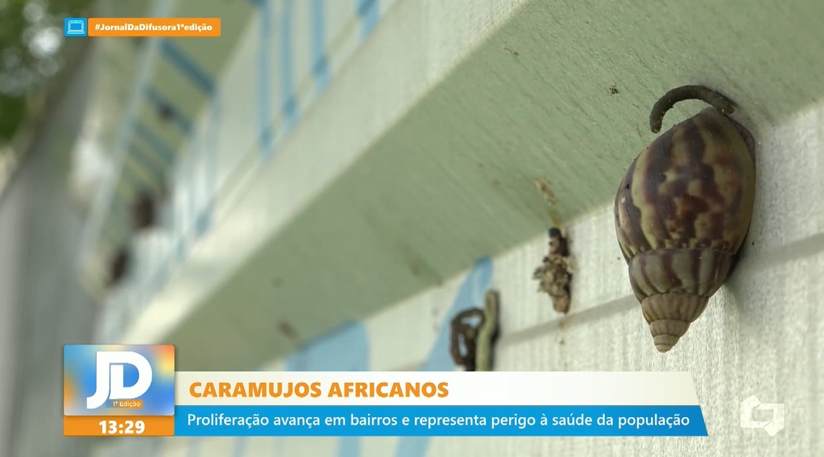 Infestação de caramujo africanos atinge moradores do Renascença