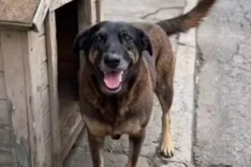 Perícia aponta que cão Orelha não morreu por agressão de adolescentes; MP pede arquivamento das investigações