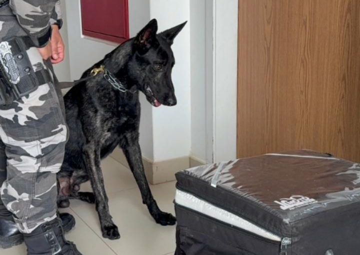 Cão farejador encontra cocaína e skunk em mochila de entrega em Boa Vista; Veja vídeo