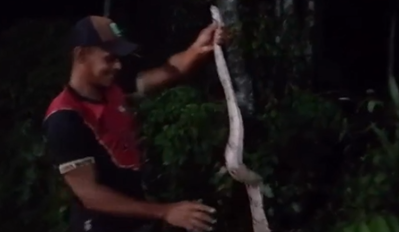 morador se surpreende com jiboia dentro da própria casa no AM