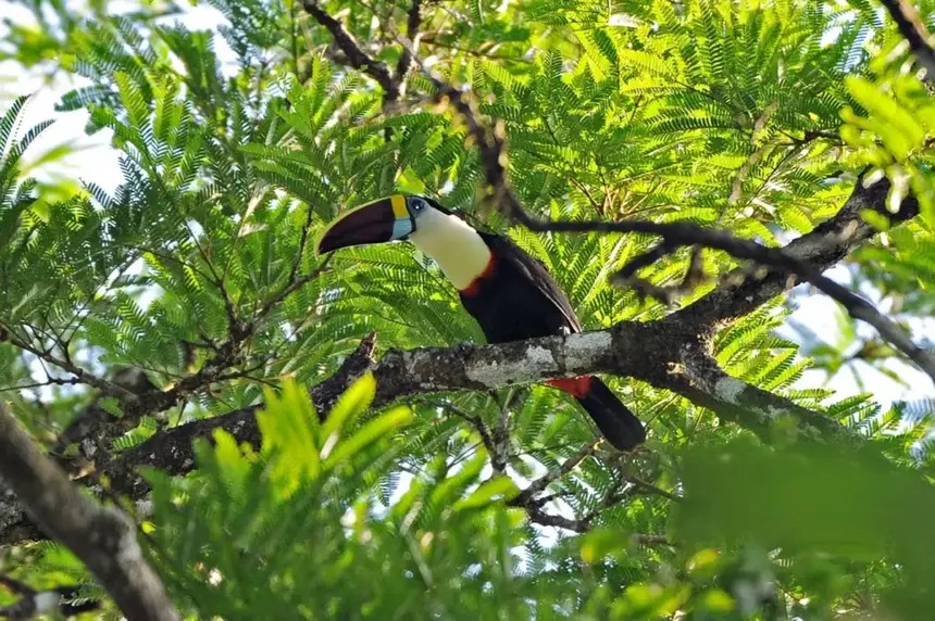 Campanha ‘Junho Verde 2026’ é lançada com ampla programação – Diário do Amapá