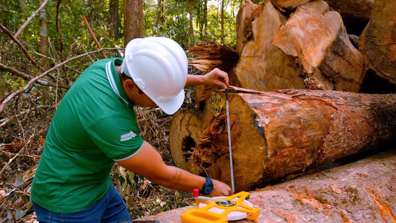 Com simplificação do manejo florestal, Pedra Branca alcança 1º lugar nacional em prêmio do Sebrae – SelesNafes.com