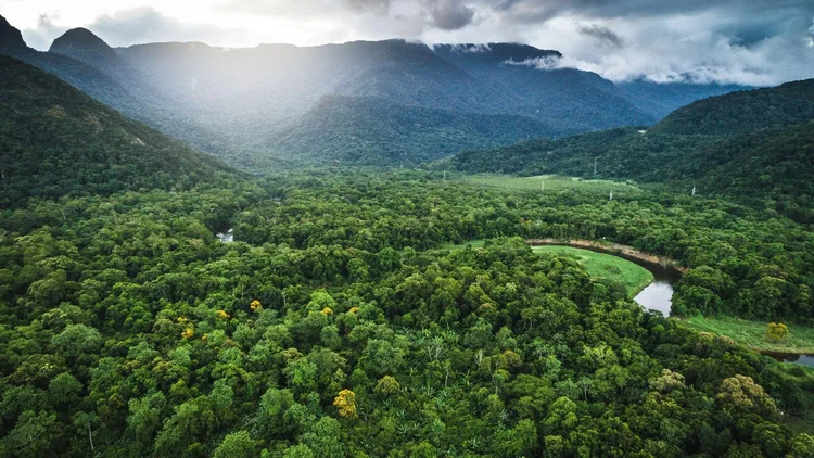 Mata Atlântica registra menor desmatamento da história