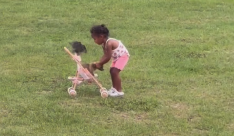 Vídeo de menina ‘perseguida’ por passarinho em quintal viraliza na web