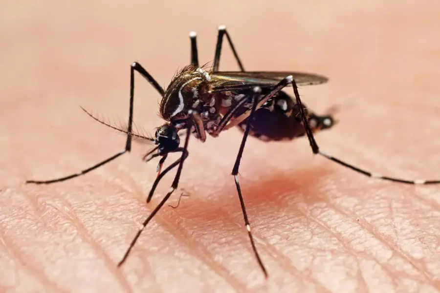 Brasil registra queda de 75% nos casos de dengue, mas Acre permanece em zona de alerta alta