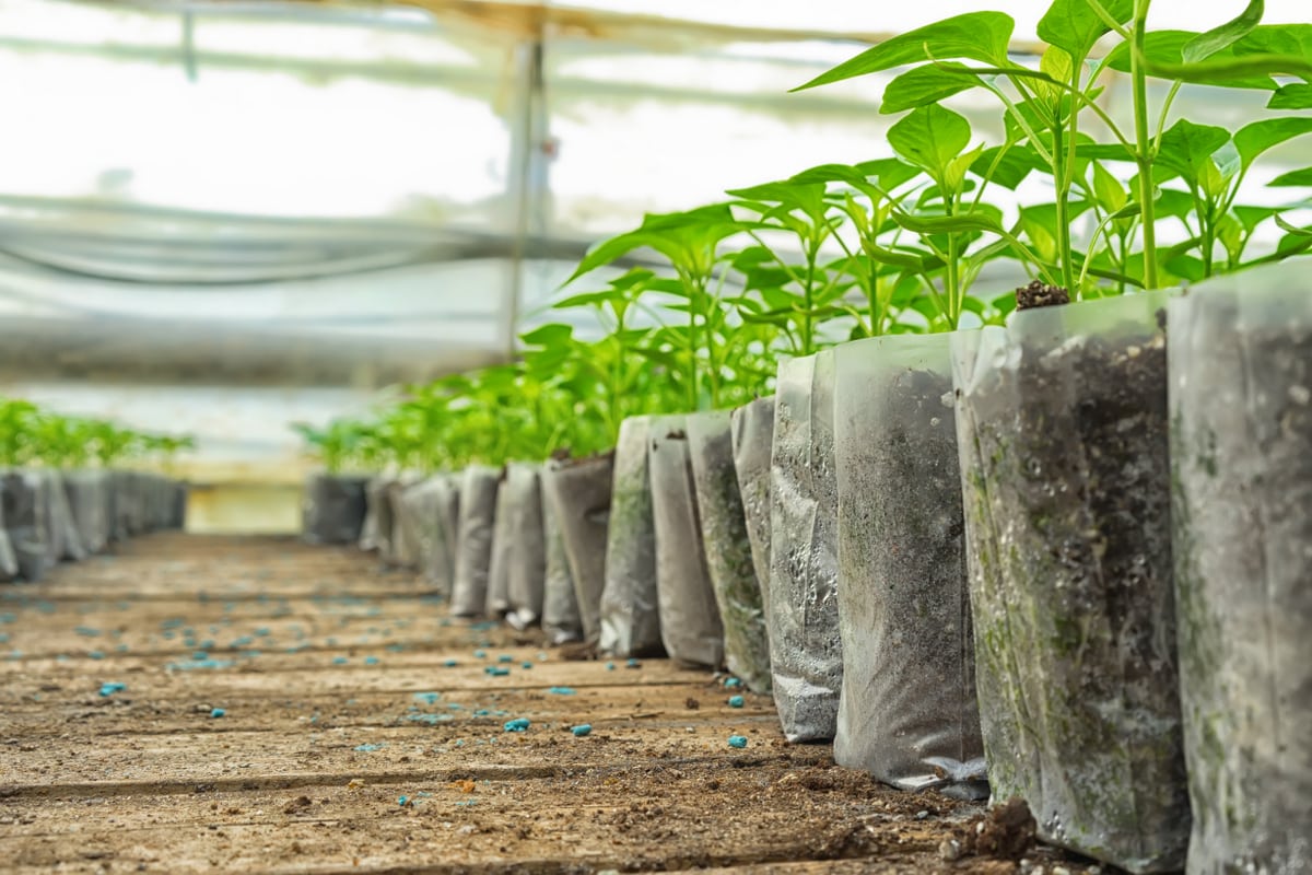 Boa Vista terá troca de recicláveis por mudas de plantas durante programação ambiental