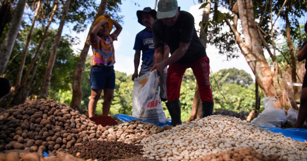 técnica ancestral alia saber tradicional e ciência no AM
