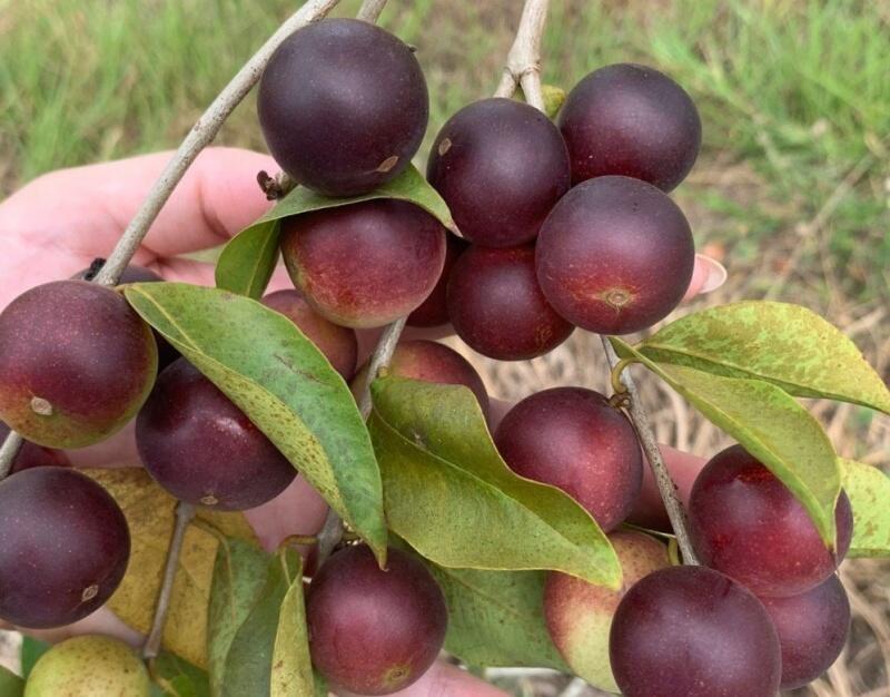 Boa Vista sedia workshop internacional sobre o potencial econômico do camu-camu
