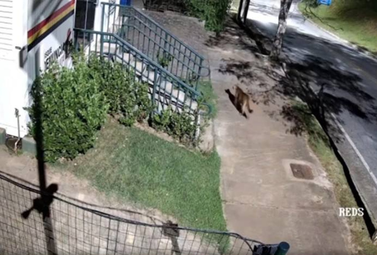 Vídeo mostra onça-parda em calçada de condomínio de luxo