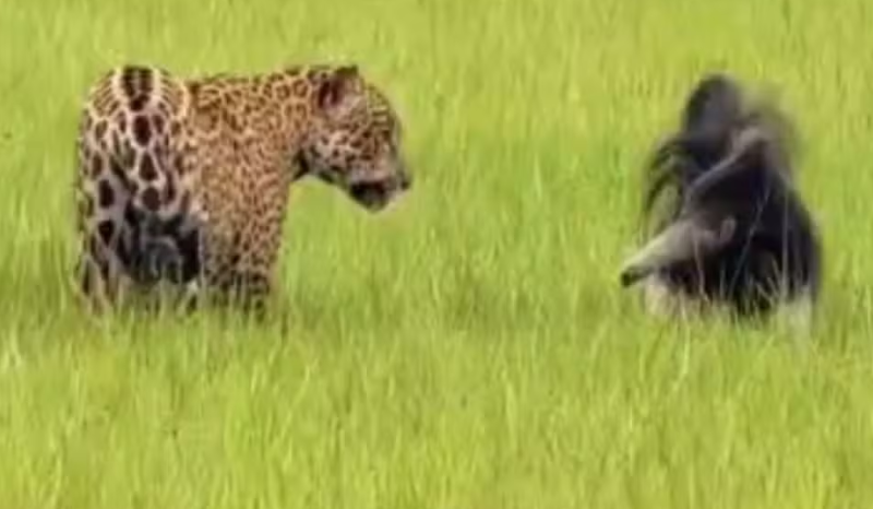 Tamanduá enfrenta onça-pintada e cena surpreende no Pantanal