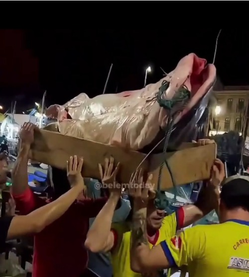 5 homens se juntam para transportar peixe com 180 quilos – SelesNafes.com