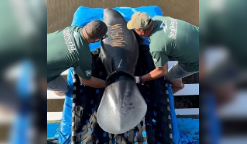 Vídeo mostra processo de reabilitação de filhote de peixe-boi até soltura no AM