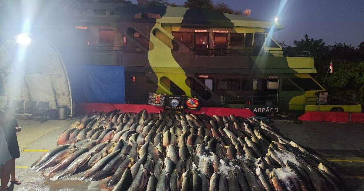 PM apreende 26 toneladas de peixe ilegal e doa para comunidade no AM