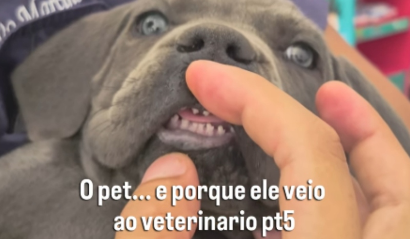 veterinário viraliza ao mostrar motivos dos atendimentos em clínica