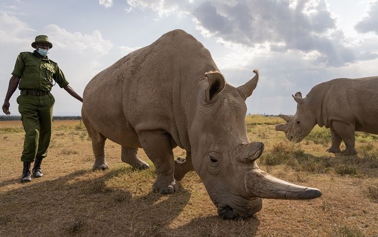 Extinção definitiva! Restam apenas duas fêmeas de rinocerante branco no mundo 