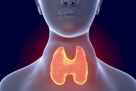 Tireoide: alerta para cuidados com glândula que regula funções vitais do corpo