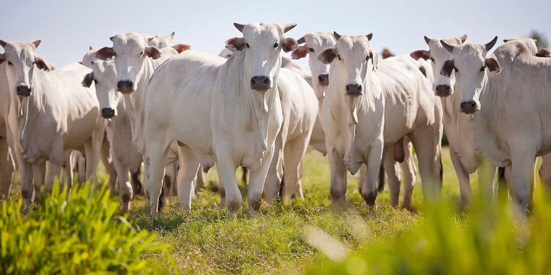Em abril, 51% do gado que saiu do Acre são “para o mesmo proprietário”