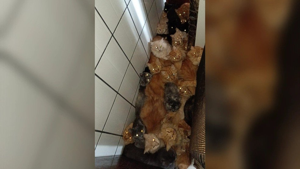 Mais de 400 gatos são encontrados em apartamento e mobilizam autoridades