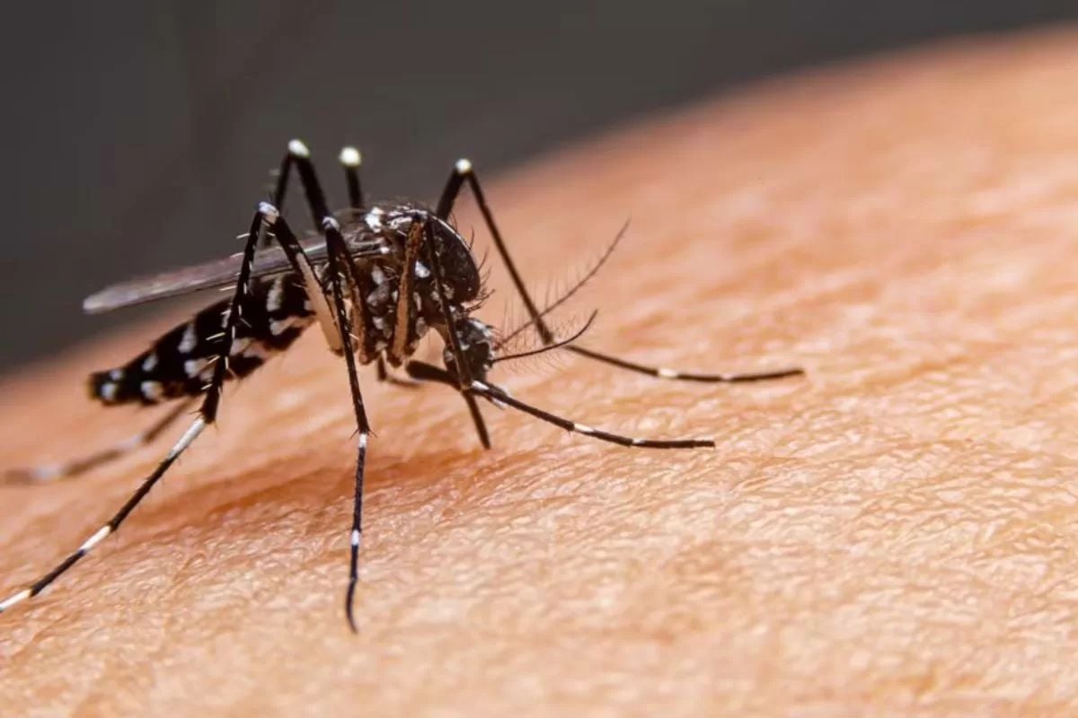 Rio Branco lidera casos de dengue mesmo com queda de 85% de registros no Acre