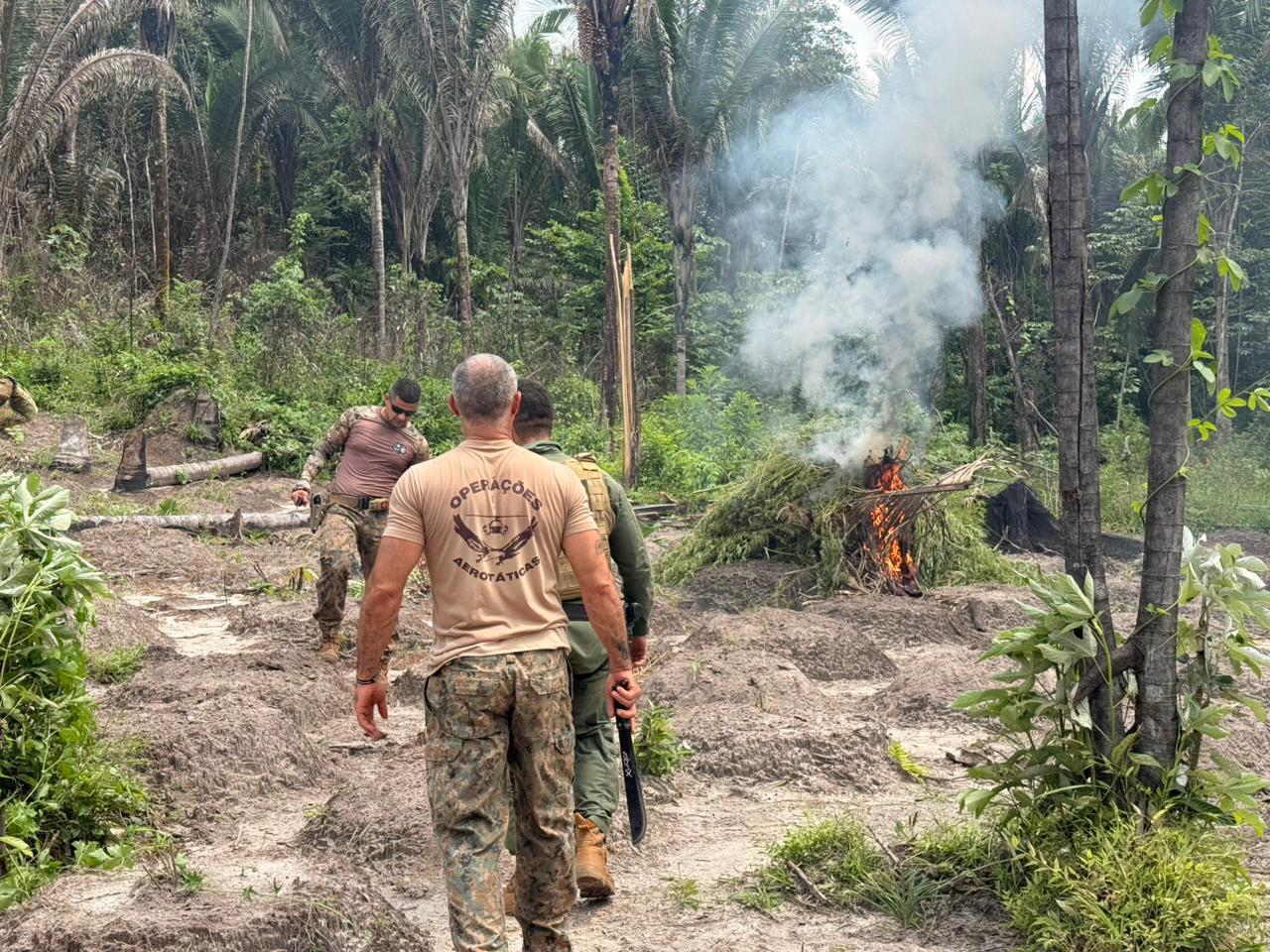 Operação na Amazônia Maranhense já registra 247 ações e erradica mais de 22 mil pés de maconha