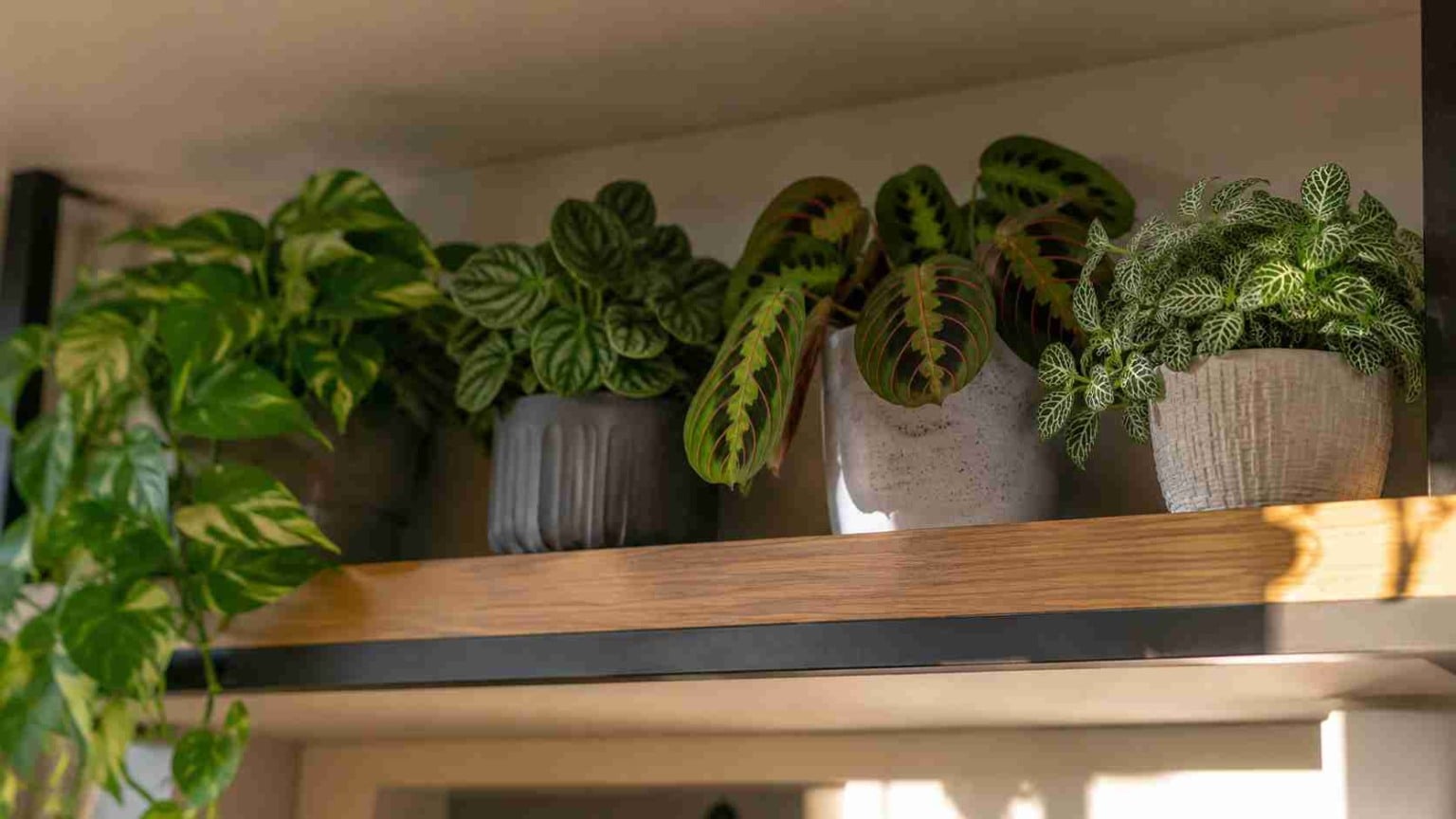 8 plantas de sombra com raízes curtas para prateleiras altas que cabem em espaços pequenos e ajudam a ocupar áreas esquecidas da casa