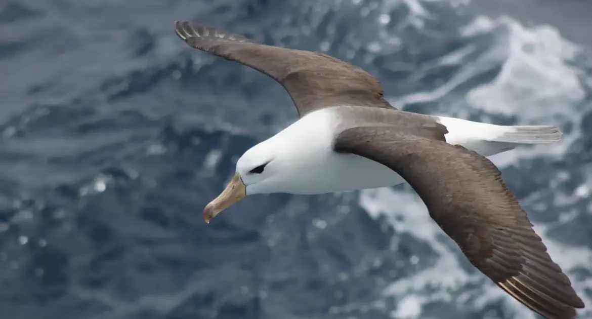 Reduzir morte de albatrozes implica mudanças na pesca em alto-mar