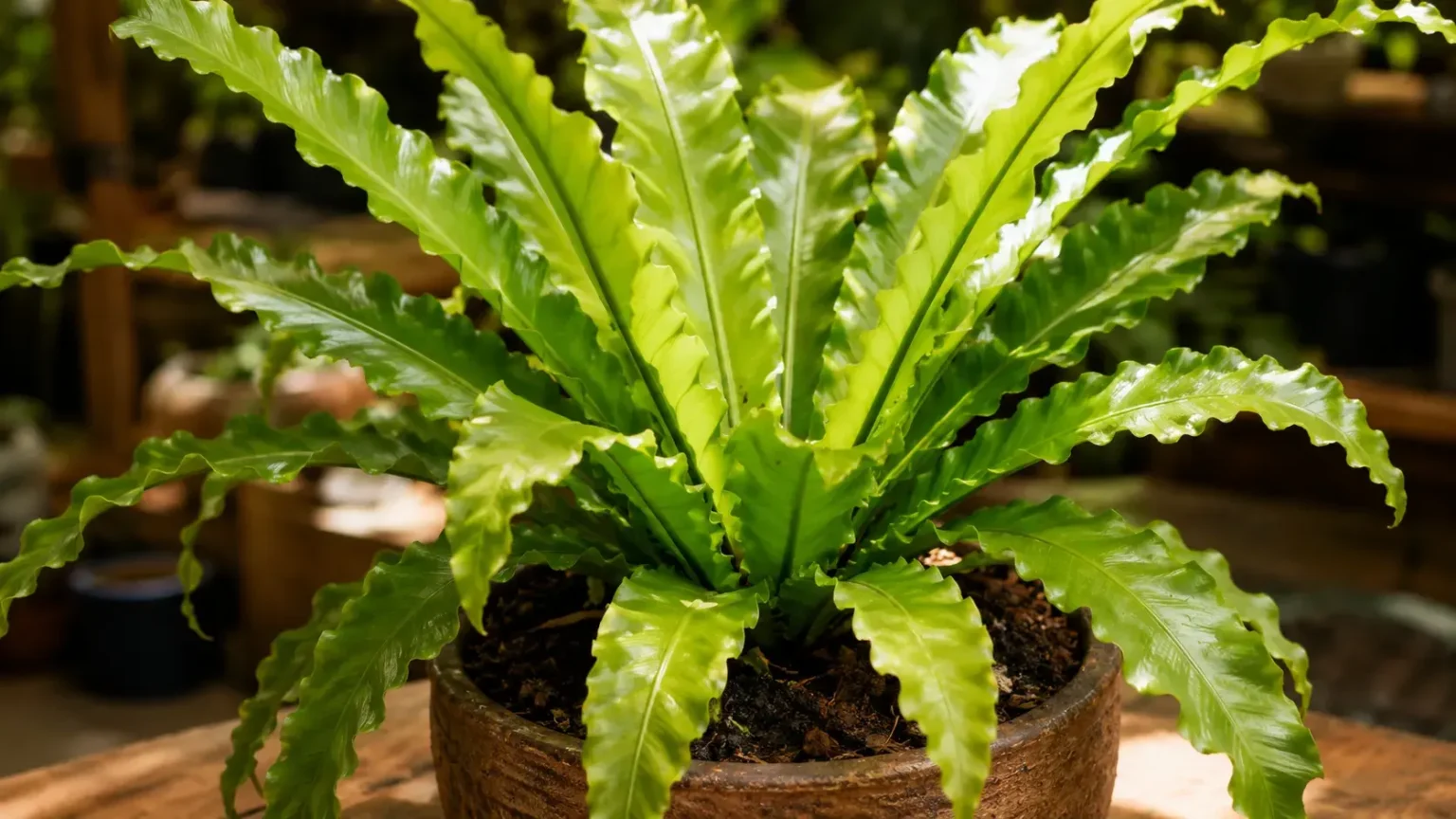 Asplênio: o cuidado pouco conhecido que impede folhas deformadas, secas e mantém aquele visual tropical exuberante que chama atenção imediatamente