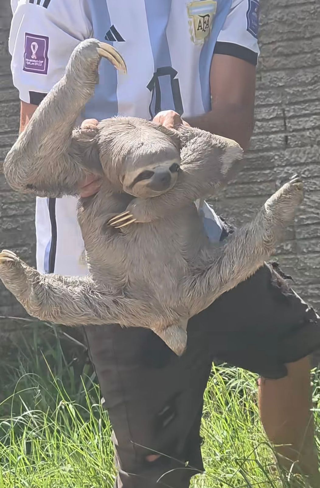 Bicho-preguiça é encontrado próximo a cemitério de Rio Branco e chama atenção