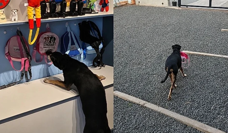 cadela viraliza ao pegar própria mochila para ir embora da creche