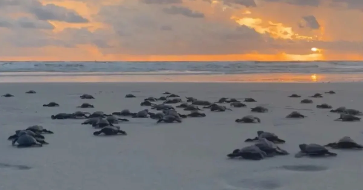 Mais de 100 filhotes de tartaruga-marinha são soltos em praia de Salinópolis