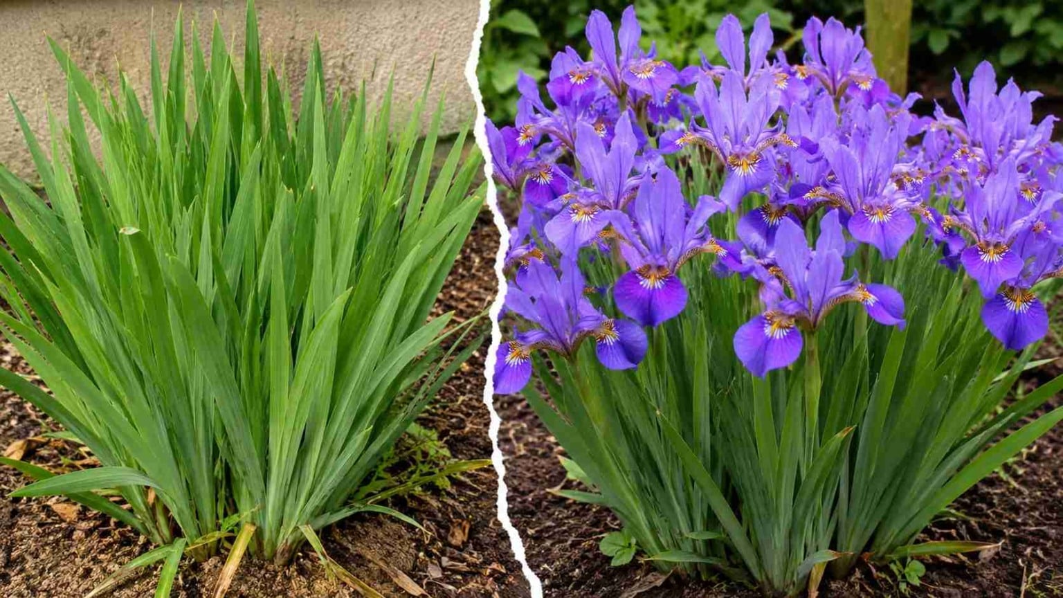 Moreia: 3 erros que reduzem drasticamente a quantidade de flores e fazem a planta parecer saudável enquanto produz muito menos do que poderia, gerando perda de colheita