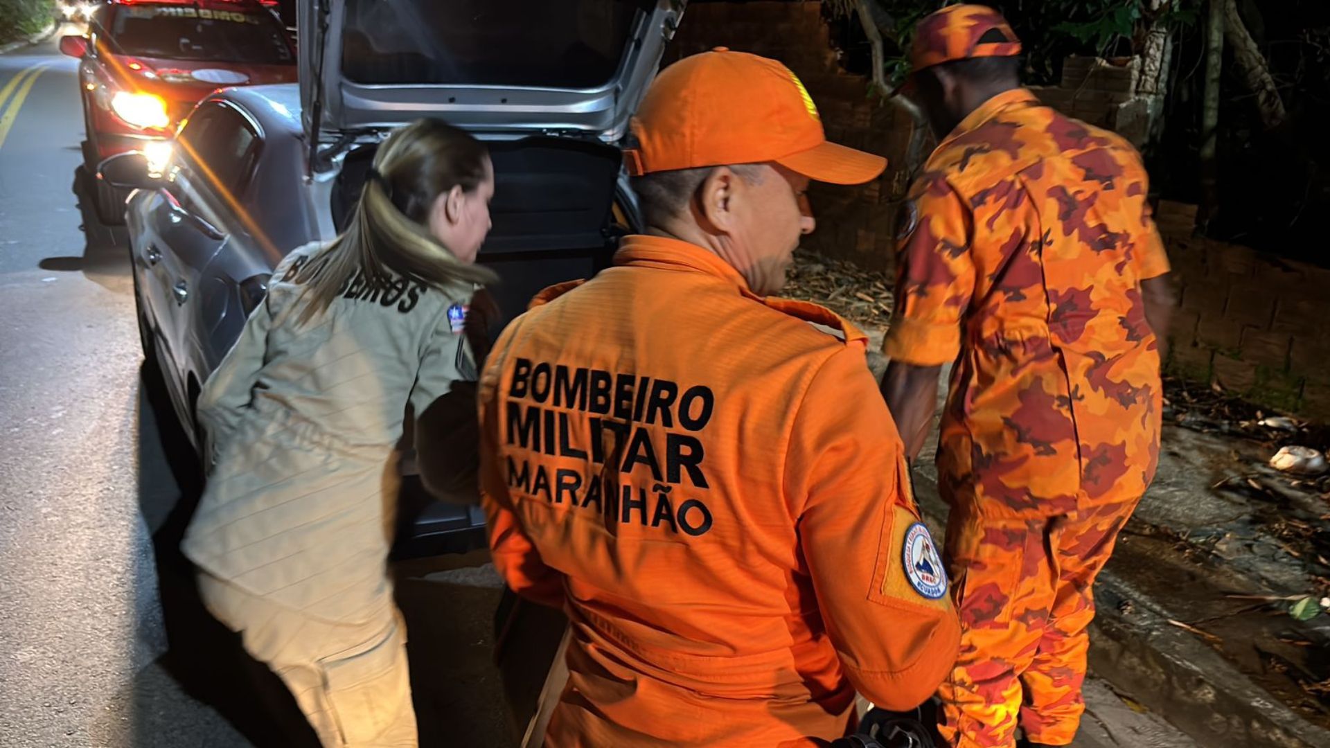 Tamanduá é resgatado após ser atropelado na Estrada do Pimenta, em São Luís
