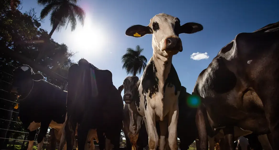 União Europeia confirma veto à carne brasileira a partir de setembro