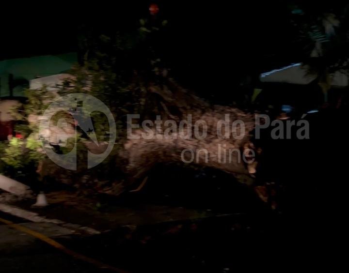 Após queda de árvore, moradores enfrentam transtornos em Icoaraci